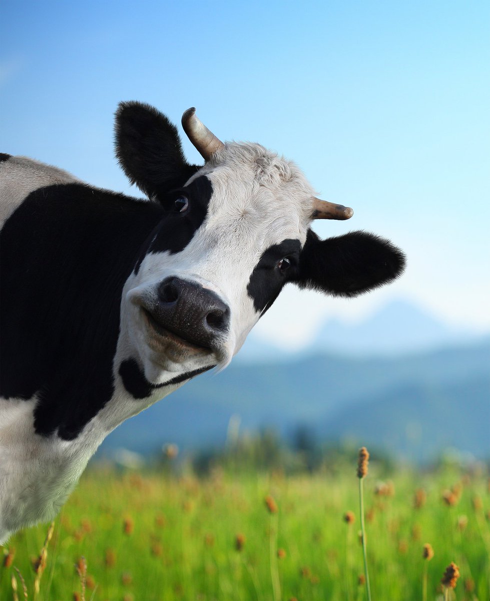 KinalwaHenry's tweet photo. 📌 
Even if you behave like a queen, I'm glad to inform you that ur parents will still exchange 😅 you with a cow .. https://t.co/BgMtCAmp7S