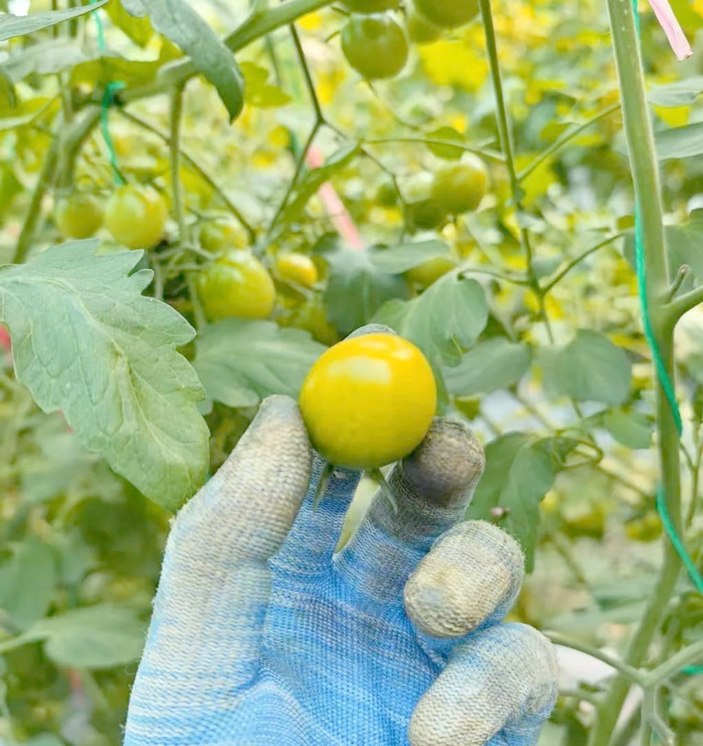 LisaTom8rtp's tweet photo. Just tried the new seasonal cherry tomatoes from the local farm—burst with natural sweetness, zero watery aftertaste! Perfect for salads or snacking , grab them at the farmers’ market this weekend! https://t.co/DsTZ5ZueKX