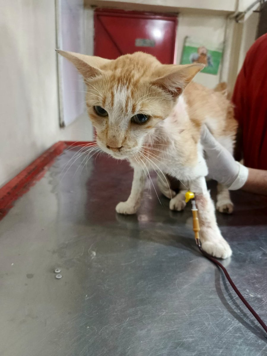 tws_pk2's tweet photo. Heartbreaking news about sweet Lily 💔. 
She’s positive for FIP and FeLV, with severe jaundice and non-regenerative anemia. Despite a blood transfusion and dedicated treatment, her condition continues to worsen.
Please keep Lily in your thoughts as we focus on her treatment 💖 https://t.co/uidJK4DutW
