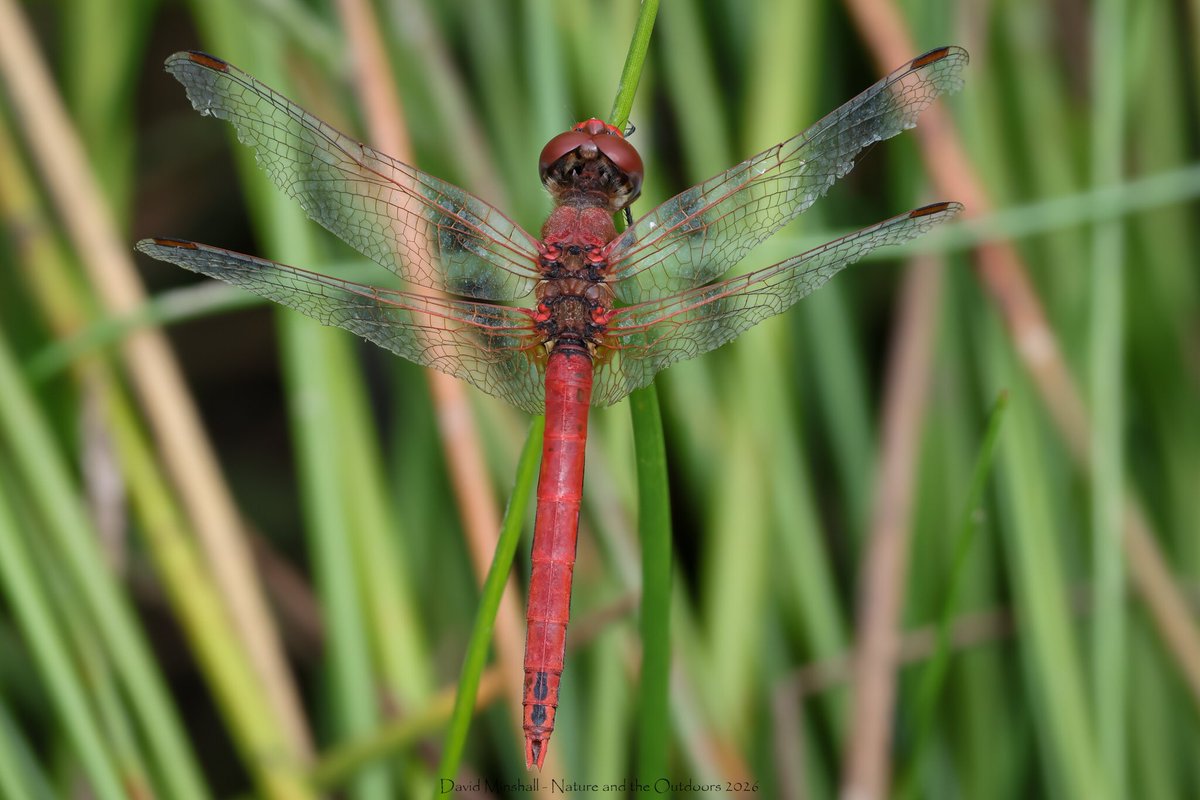 dbminshall's tweet photo. Enjoyed a visit to Woorgreens, Forest of Dean, yesterday (06.08.26). Nice to find a good variety of dragonfly and damselfly, despite it being a cool day with quite a lot of cloud. Highlight for me was coming across this Red-veined Darter. #ukdragonflies #ukwildlife #odonata https://t.co/AjgPdOIO4V
