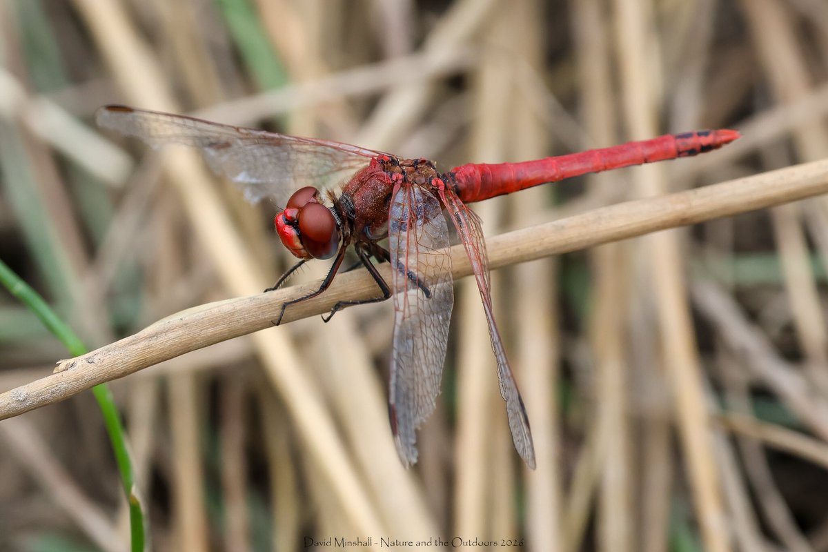 dbminshall's tweet photo. Enjoyed a visit to Woorgreens, Forest of Dean, yesterday (06.08.26). Nice to find a good variety of dragonfly and damselfly, despite it being a cool day with quite a lot of cloud. Highlight for me was coming across this Red-veined Darter. #ukdragonflies #ukwildlife #odonata https://t.co/AjgPdOIO4V