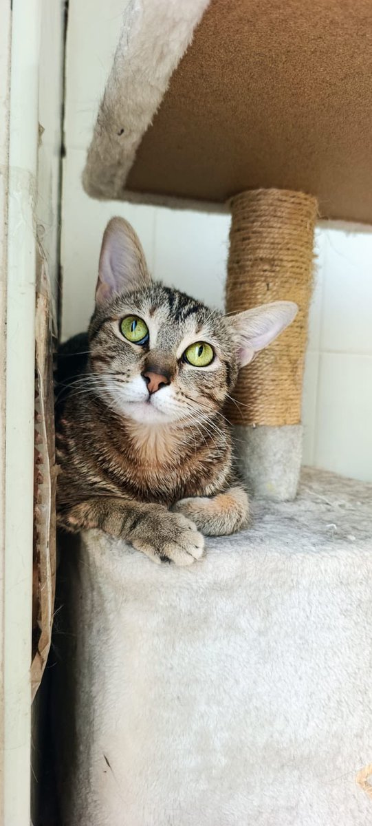 Leganes_MAmb's tweet photo. Lima es una gatita de 1 año de edad, es muy sociable y cariñosa.
Nos ayudas a encontrarle una familia?
# Adopción responsable
# CPA Leganés https://t.co/vVqBckausb