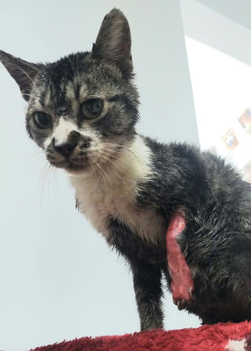 binhagatsx's tweet photo. Binha foi resgatada com esporotricose, uma doença fúngica que causa feridas profundas e dolorosas na pele, principalmente no focinho, orelhas e patas. Embora seja grave, tem cura. O tratamento é longo e caro, por isso estou vindo aqui implorar por sua bondade para cuidar dela!!!! https://t.co/rXX1h3GbVV