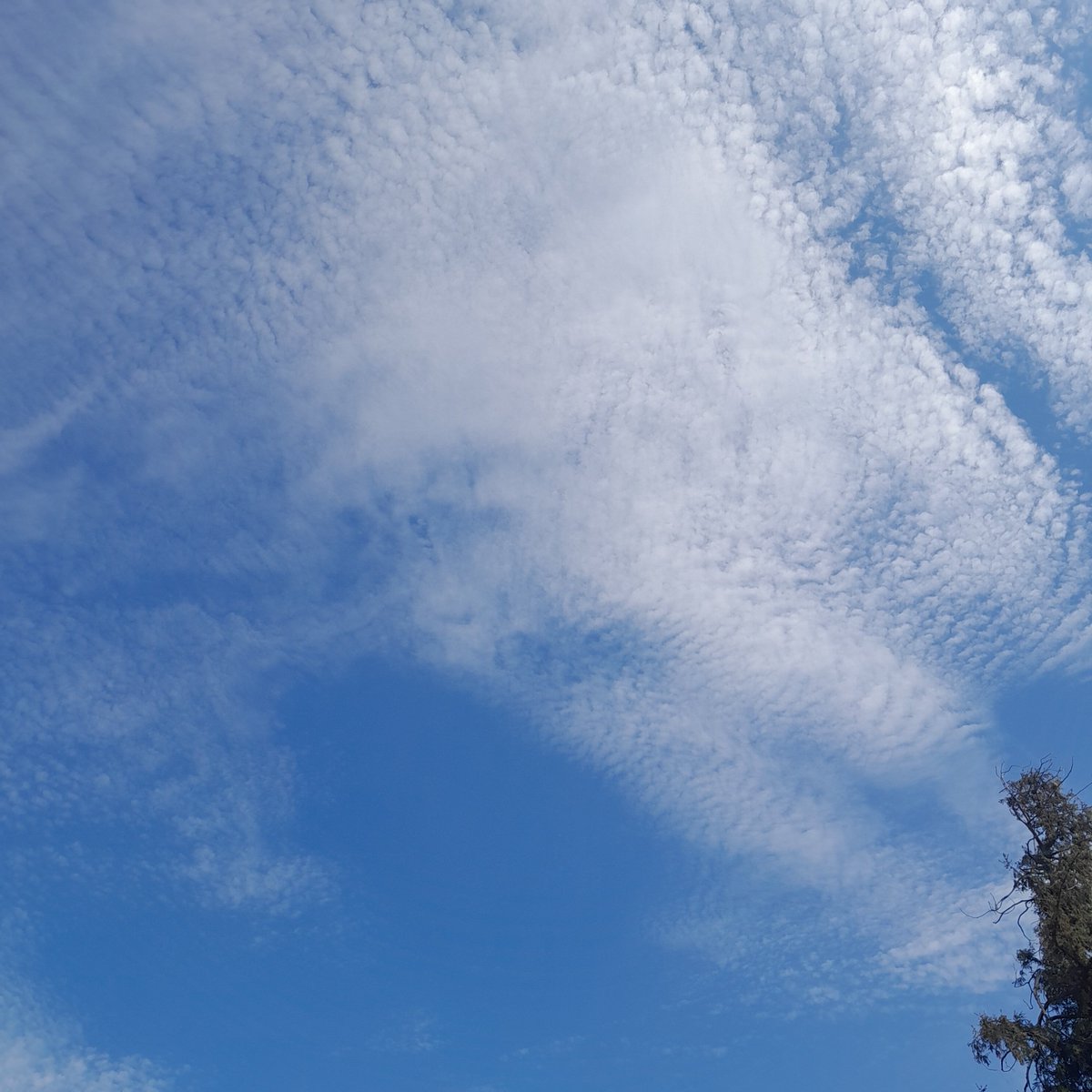 TakeTwoZeroNine's tweet photo. There's some mysterious floating cotton overhead. https://t.co/RKdSSDTKMD