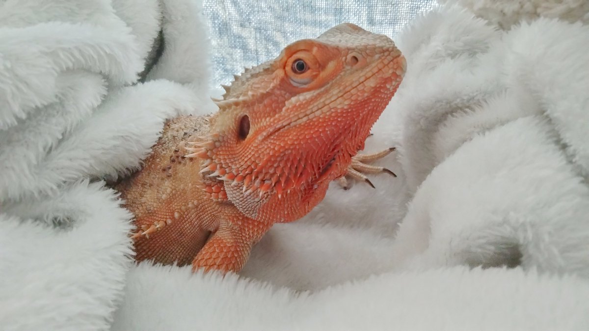 foxsflesh's tweet photo. look whose awake https://t.co/AC0cfHzYgB