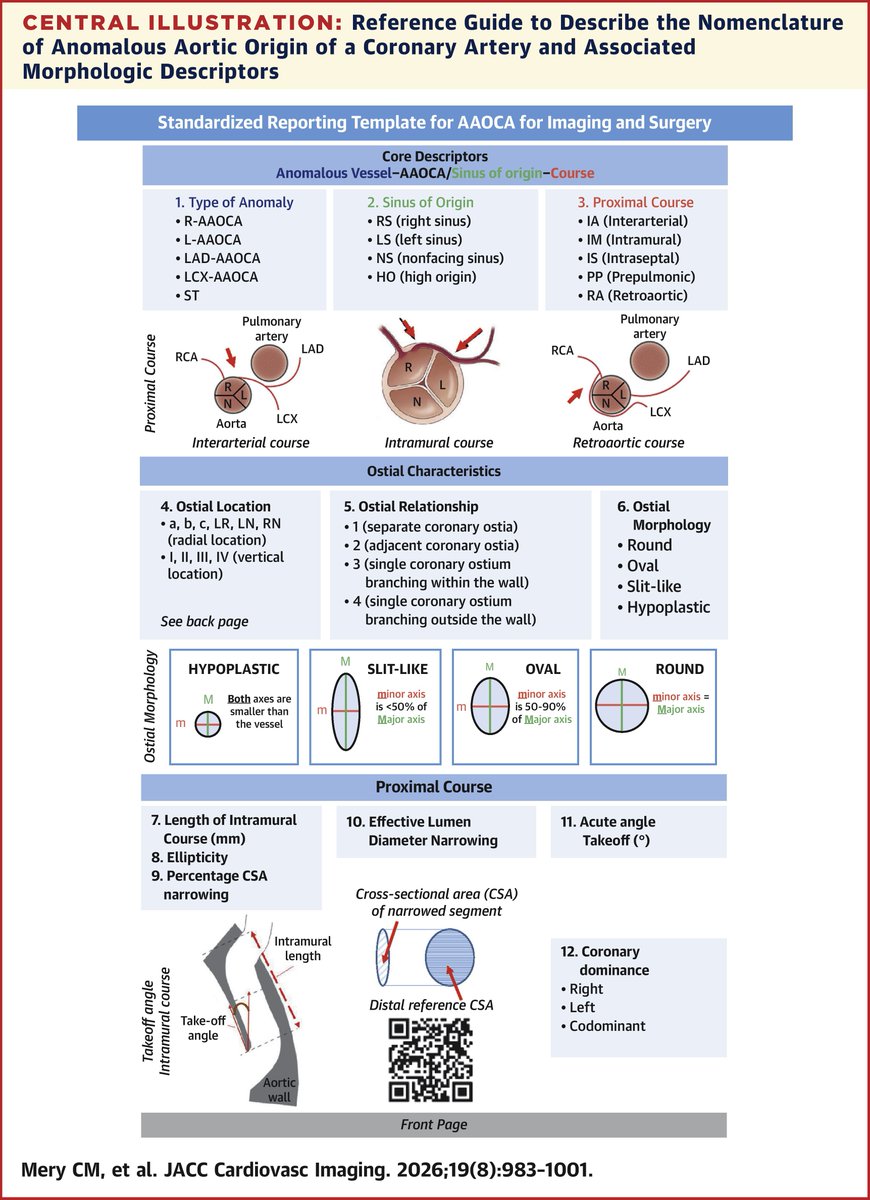 JACCJournals's tweet photo. Anomalous aortic origin of a #coronary artery (#AAOCA) can lead to ischemia and sudden cardiac death. Check out this #JACCIMG state-of-the-art review on standardized nomenclature describing anatomic and morphologic features of AAOCA. https://t.co/kNm86F4UUy @chrisgraeni https://t.co/en51t8I5ll