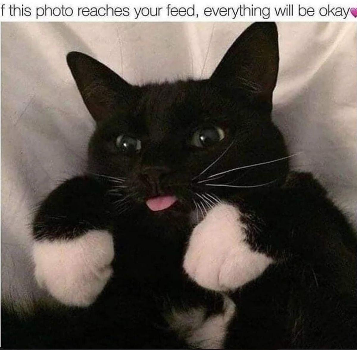 Cats_ooc's tweet photo. https://t.co/owfZFQWlkg
