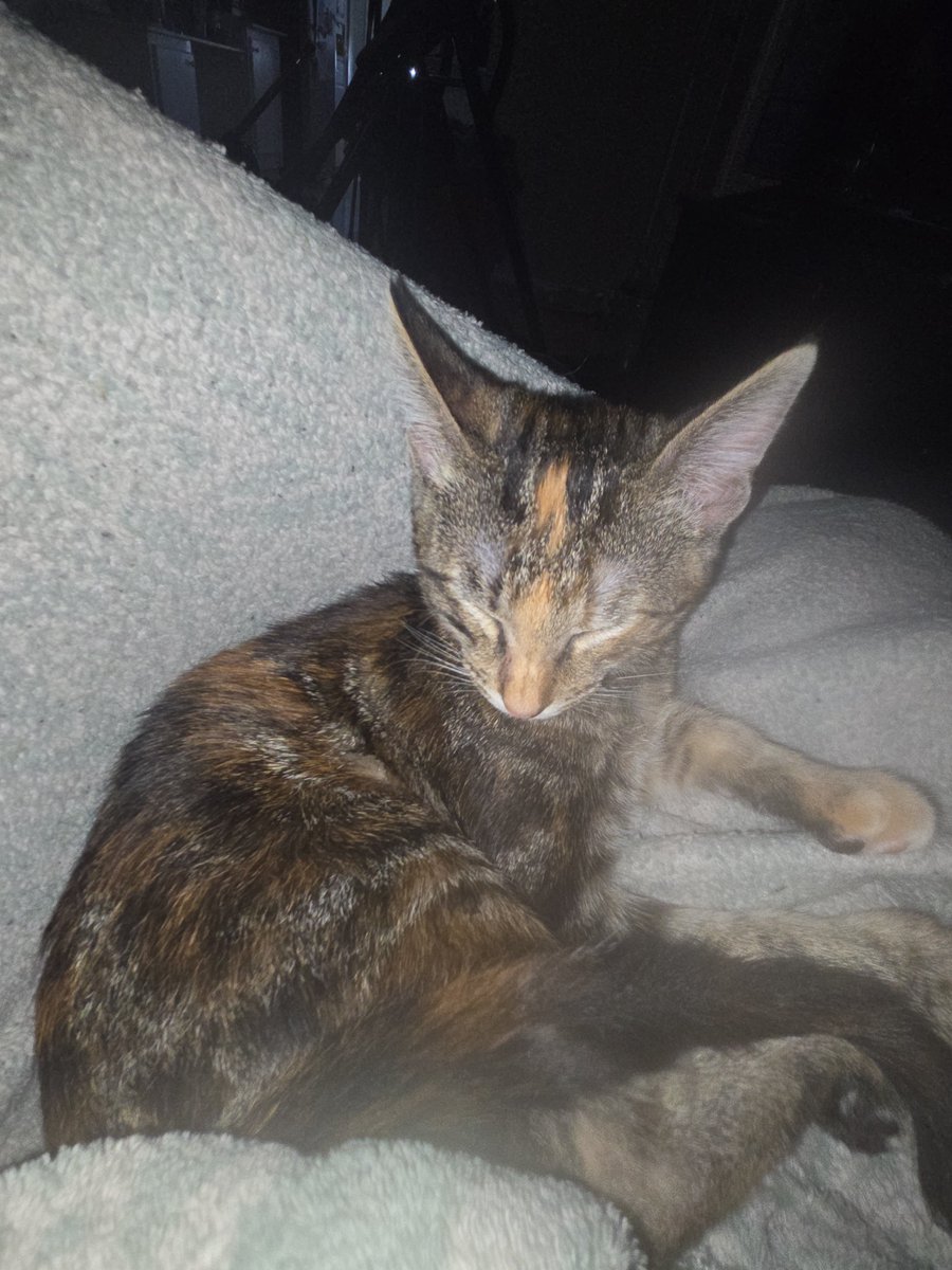 dabrattykaty's tweet photo. For some reason this little thing keeps coming on me and laying down lol.. so cute. https://t.co/uyQlGeP7m6