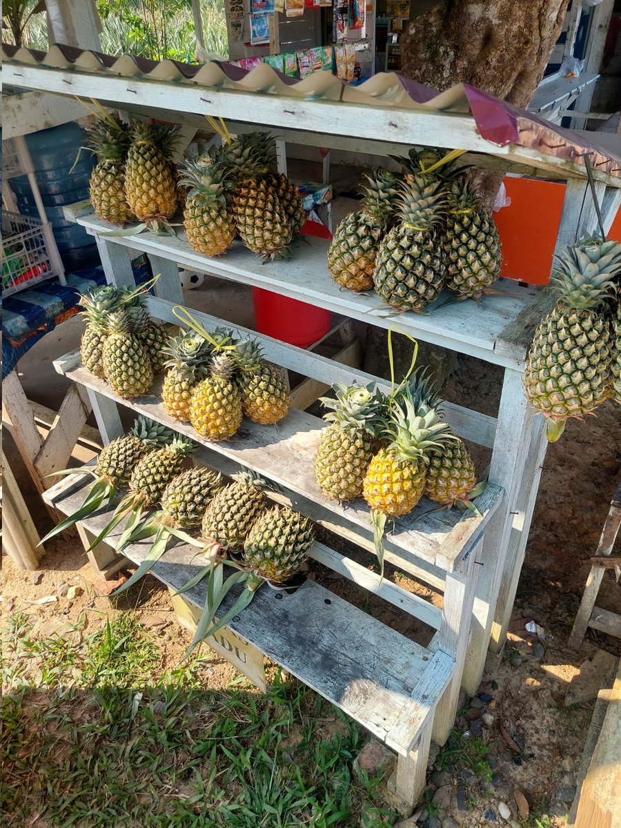 balfajrs's tweet photo. @adzan_ Ini bang, murah-murah, 10rb dapat 4 buah. 🗿 Katanya kalau pas musim panen, lebih murah lagi. Dan dari pengalaman, makan nanas Sunpride Lampung itu, dengan nanas Jambi ini, justru lebih manis nanas Jambi. Kurang lebih mirip nanas Pekalongan itu. https://t.co/LaaJorjx4S