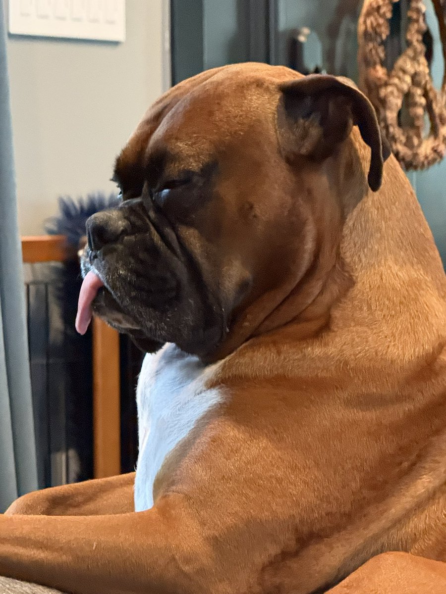 inntothenight's tweet photo. Zeus is so tired right now
#boxerpuppy #boxerdogs #boxerlife
#boxerlovers #boxersrock #boxersoftwitter #boxerdogsoftwitter #dogsoftwitter #dogsofx https://t.co/QOnRHYsKD8