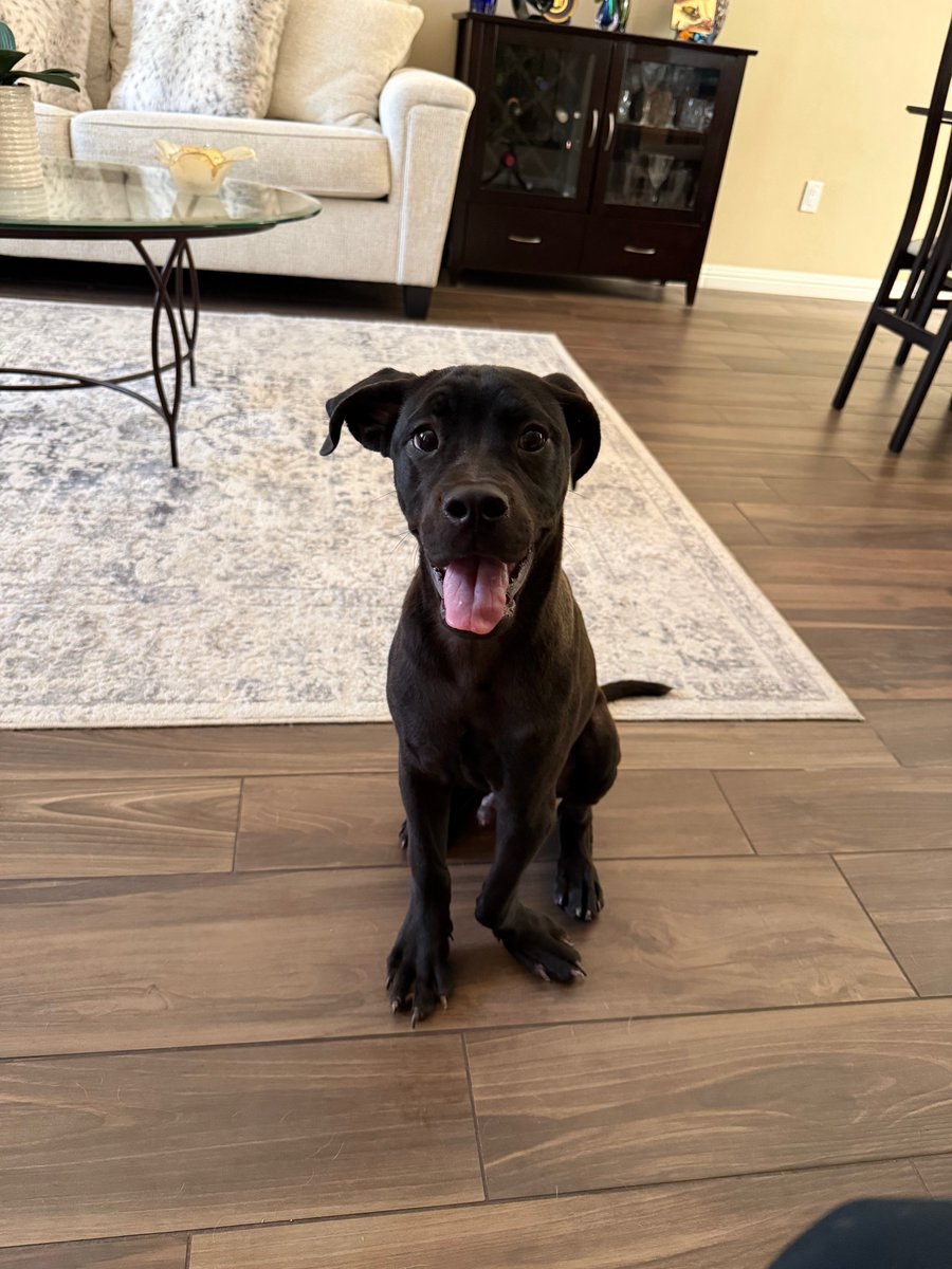 15outof10's tweet photo. Figment’s care was fully funded in under two hours! You all turned his frown upside down ☺️

He will have his CT scan soon and we’ll be sure to pupdate you with the results ❤️‍🩹 https://t.co/FYjRx8c429