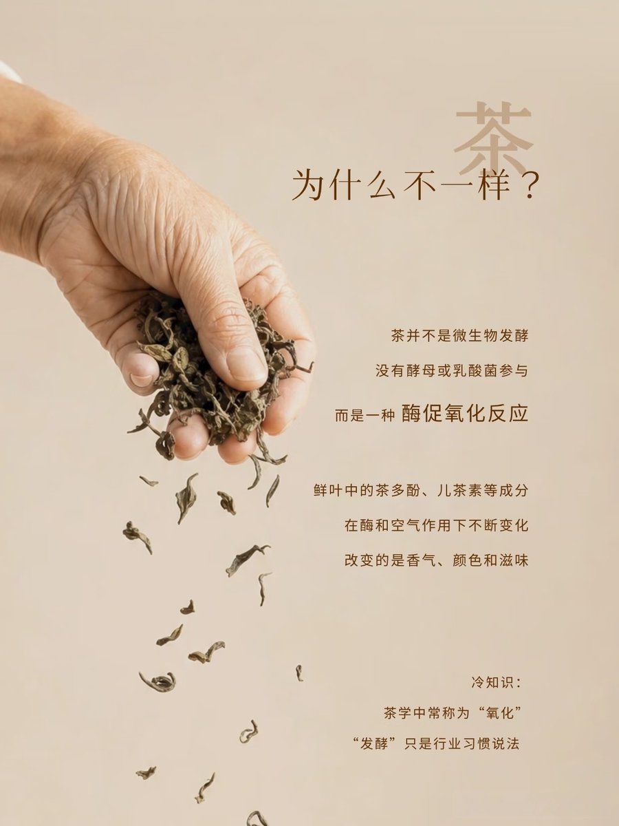 zhileibao's tweet photo. A single leaf’s transformation holds the secret to a thousand tea flavors. 🍂
Fermentation isn't just a process; it’s a slow dialogue with time. The precise moment we stop the oxidation defines the tea's unique profile.
#TeaTime #Fermentation #TeaArt #SpecialtyTea https://t.co/0iEqzo2Tn5