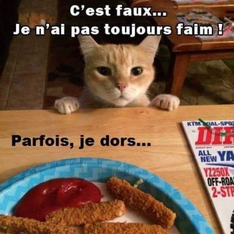BeguinChat's tweet photo. ππ€£ππ
#chat #chats #chaton #chatons #funnycat #funnycats #felin #gato #gatos #gatto #minet #bouledepoil #kitten #kitty #mdr #lol #marrant #humourchat #humourchats #chatdrole #katze #rigolo #marrant https://t.co/aoUEyPf7PV