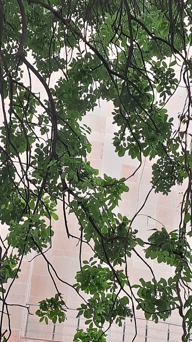 lightseekerusha's tweet photo. Sometimes all it takes is a moment to look up. ๐
โFinding little pockets of green and quiet pauses amid the concrete. Nature has a subtle way of reminding us to slow down, take a breath, and just be present.
โ#PauseAndReflect #NatureInTheCity #MindfulMoments #NatureDiary https://t.co/6SYPPjrAlK