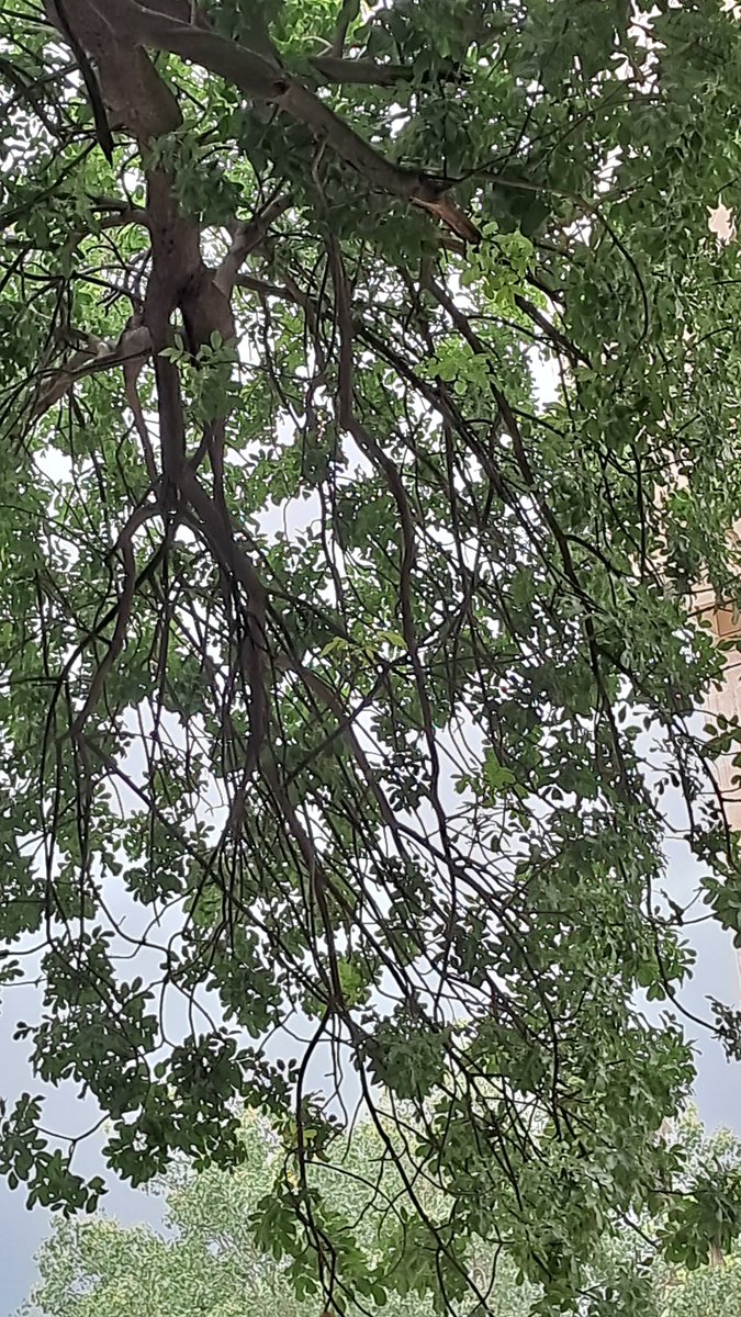 lightseekerusha's tweet photo. Sometimes all it takes is a moment to look up. ๐
โFinding little pockets of green and quiet pauses amid the concrete. Nature has a subtle way of reminding us to slow down, take a breath, and just be present.
โ#PauseAndReflect #NatureInTheCity #MindfulMoments #NatureDiary https://t.co/6SYPPjrAlK