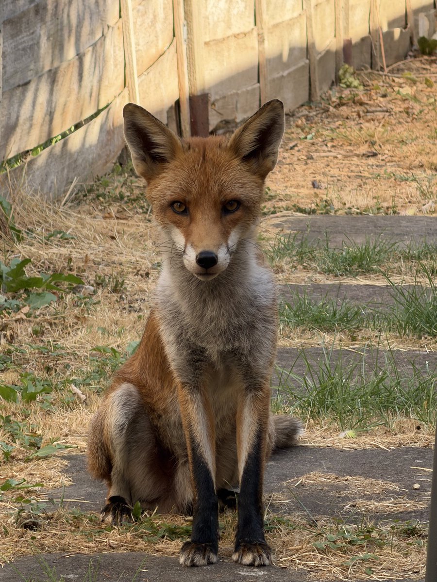ssnapbback's tweet photo. say hi to my friend 🦊🧡 https://t.co/rnADF5flZ2