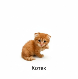 Котек logo