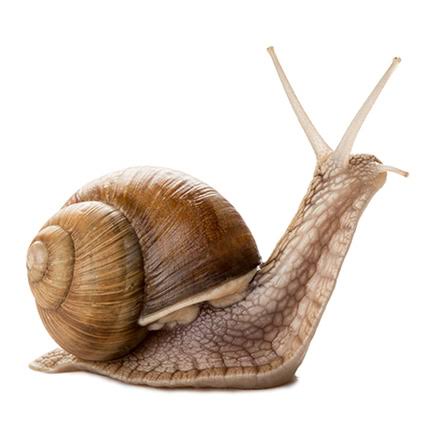 Snailfunnies's tweet photo. https://t.co/00VK1egCtn