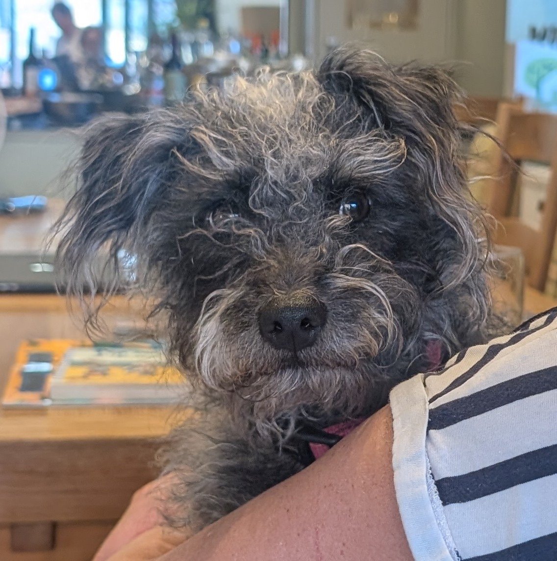millypod1's tweet photo. ๐6 AUG 2026 #Lost Myrtle #ScanMe
Patterdale Cross Female
St. Andrews Street #Millbrook #Torpoint #PL10 #Cornwall
Has been seen up at the school and around the lake
https://t.co/boqsAbxGkx https://t.co/9aPrnKgiVt