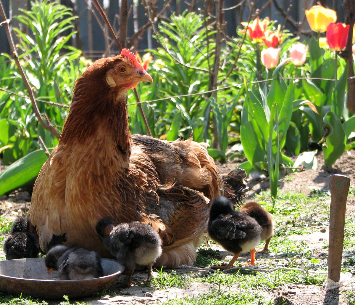 AmyRose3's tweet photo. Raising chickens? How others used a tent & an old trampoline to succeed with their chickens! https://t.co/CBDHXWOkDh #raisingchickens #backyardchickens #homesteading #smallfarming #localfarming #organicfarming #ecofarming #familyfarming #familyfarm #marketgardening #csafarming https://t.co/wzWKAvX7c3