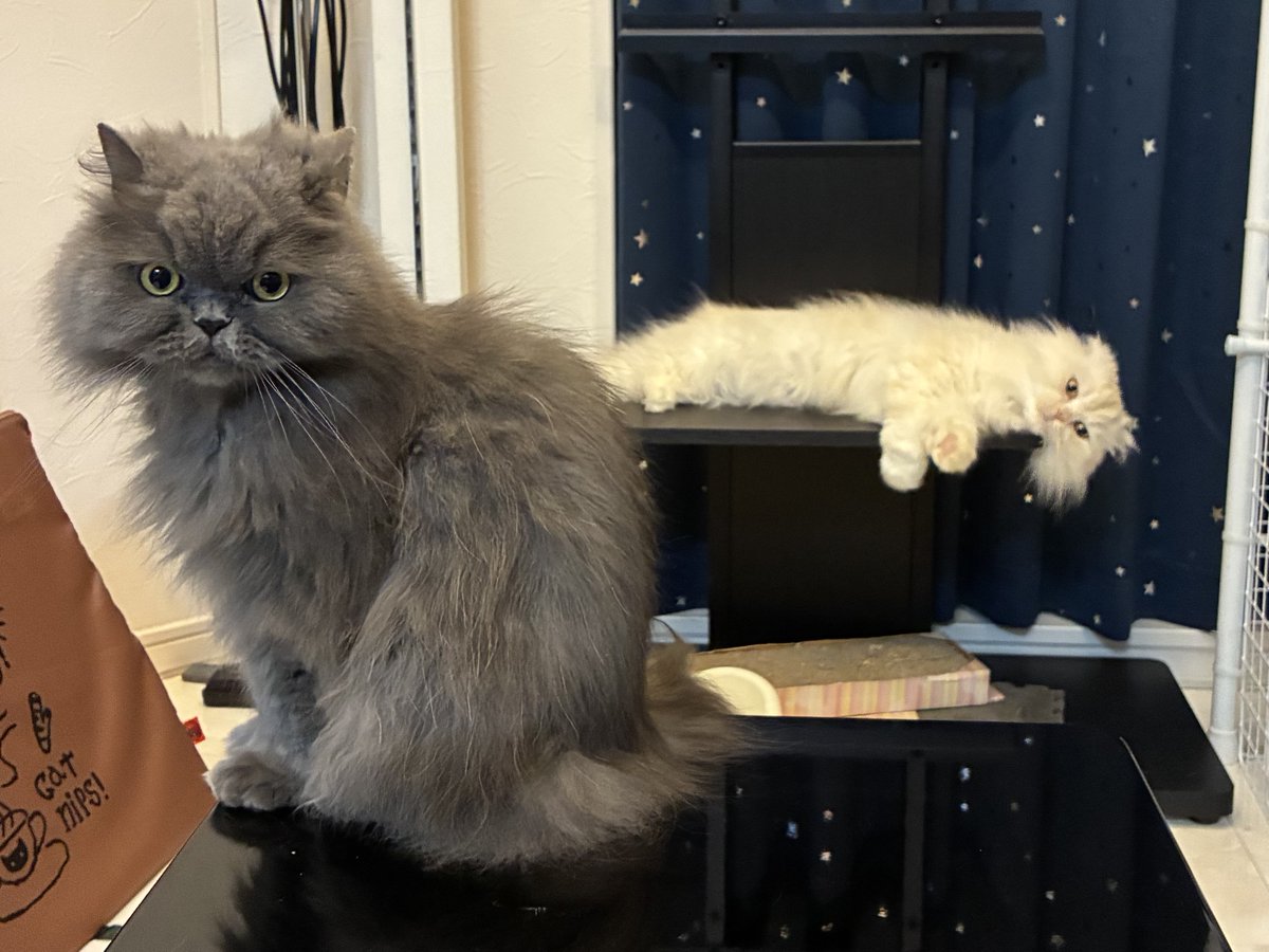 charlesmama1's tweet photo. おはようにゃん
＃ブリティッシュロングヘア　＃土アップ祭
＃猫好きさんと繋がりたい　#保護猫
＃スコティッシュフォールド　＃cats https://t.co/9dZosFdkSd