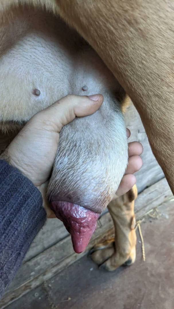 hxnxndn's tweet photo. Telegram: https://t.co/xqosvcD5cf

#knotty #zoophile #zoophilia #dogknotting #zoopride #zooprideisvalid #zootube #zooporn #artofzoo #veronicasilesto #usa #uk #canada #germany #australia #belgium #zoo #beastiality #beastmode #fypシ゚viral #nsfwtwtً#zootwt #gay #taboo #dog #k9zoo https://t.co/p8yLVTrUF1