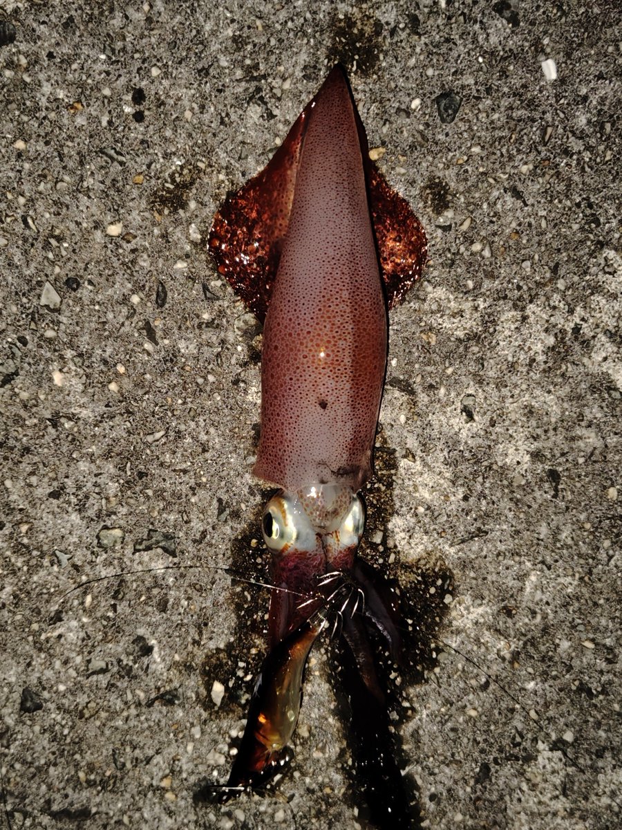 Akibon1973's tweet photo. ケンサキイカを釣りに行ってきました。2杯だけ釣れてくれました。フロート用のアジングロッドでアジングの様な釣り方をして釣れました。 https://t.co/tr3t5017Mv
