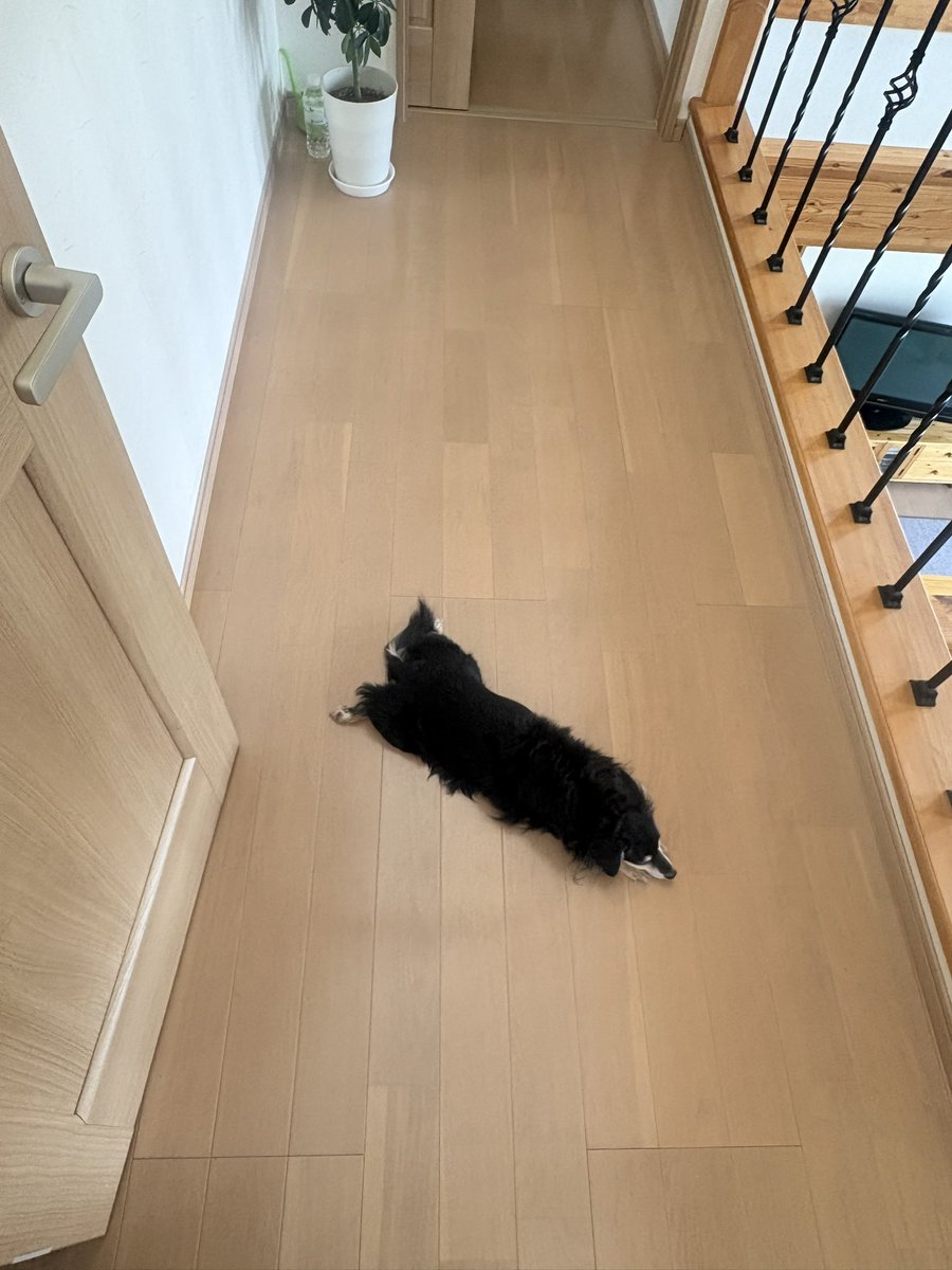 berimama's tweet photo. 移動してる
#落ち犬 https://t.co/MGPGbehrlf