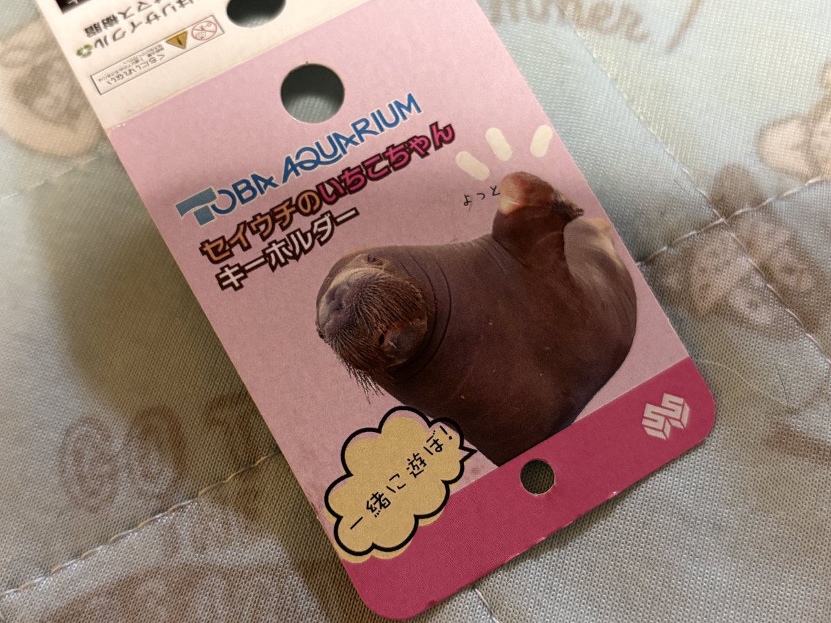 cocozoukun's tweet photo. 切り取ってキーホルダーにしました😊
#いちこ
#セイウチ
#walrus
#鳥羽水族館
#いちこちゃん https://t.co/84YjEXffJQ