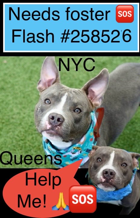 magalys_rios's tweet photo. NYC KILLED adorable little
#FLASH
#258526 💔🕯️RIP 🙏
Absolutely disgusting https://t.co/bimaa9gnFA