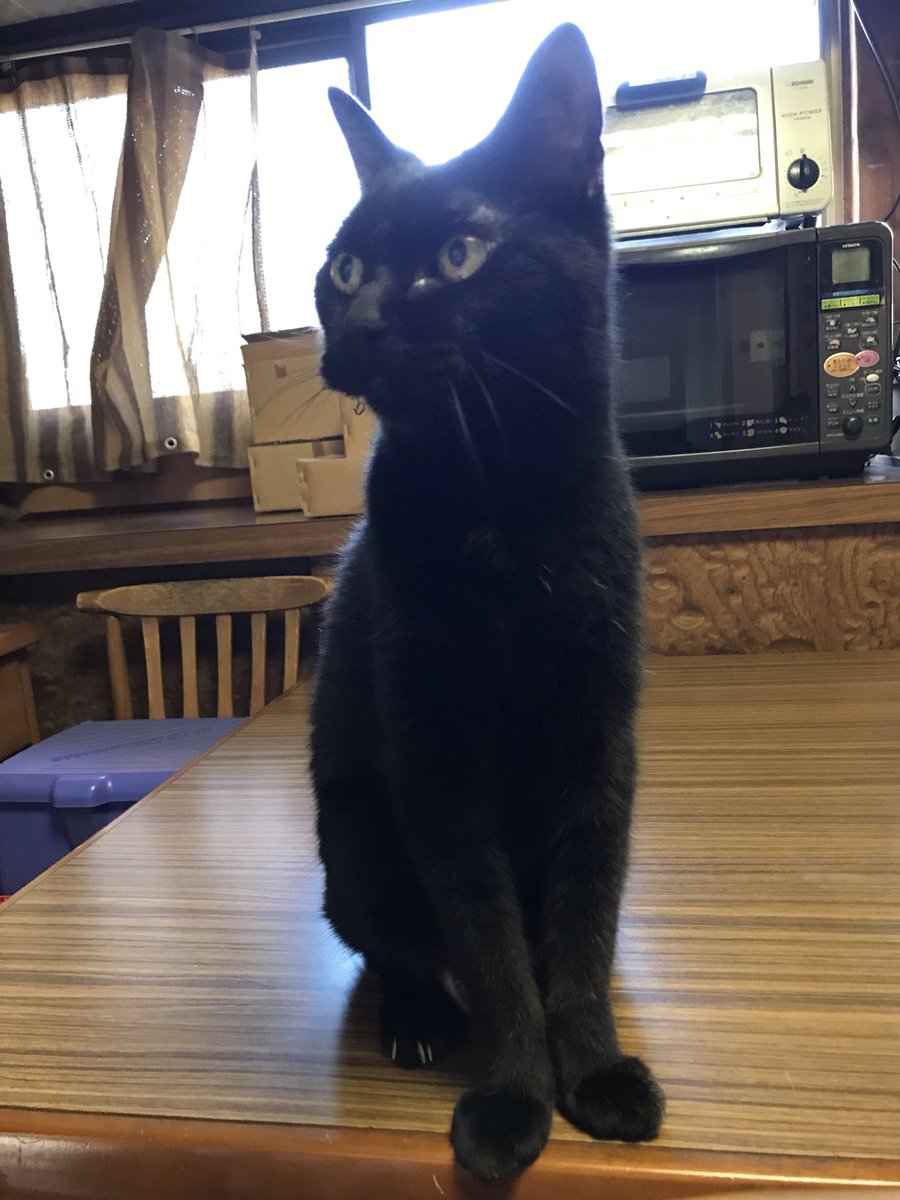 _hirokomandom's tweet photo. おはようにゃ
＃猫 ＃黒猫 ＃猫好きさんと繋がりたい https://t.co/IRkHwuPNAv