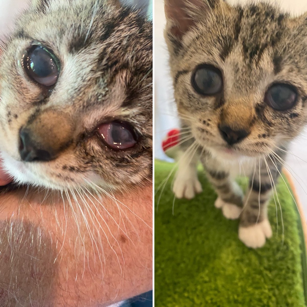 cqk5az07dhd80hg's tweet photo. Roxie’s eyes are gradually improving. She may always have a cloudiness due to a chronic eye infection, but this baby can see purrfectly. She’s amazing at chasing the laser pointer around.
Yes, she is under veterinary care and is receiving treatment.

PAYPAL INBIO PLEASE DONATE. https://t.co/NXL6Xj8nt0