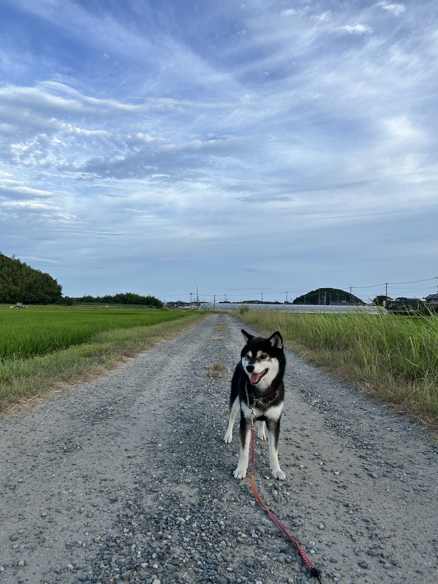 chikyu_ya's tweet photo. 令和八年八月八日早朝、佳き日に黒柴とともに瑞雲たなびきたるを見ゆ。
#福岡 #糸島 #あさんぼ #黒柴 #瑞雲 https://t.co/mlqoqXnhHs