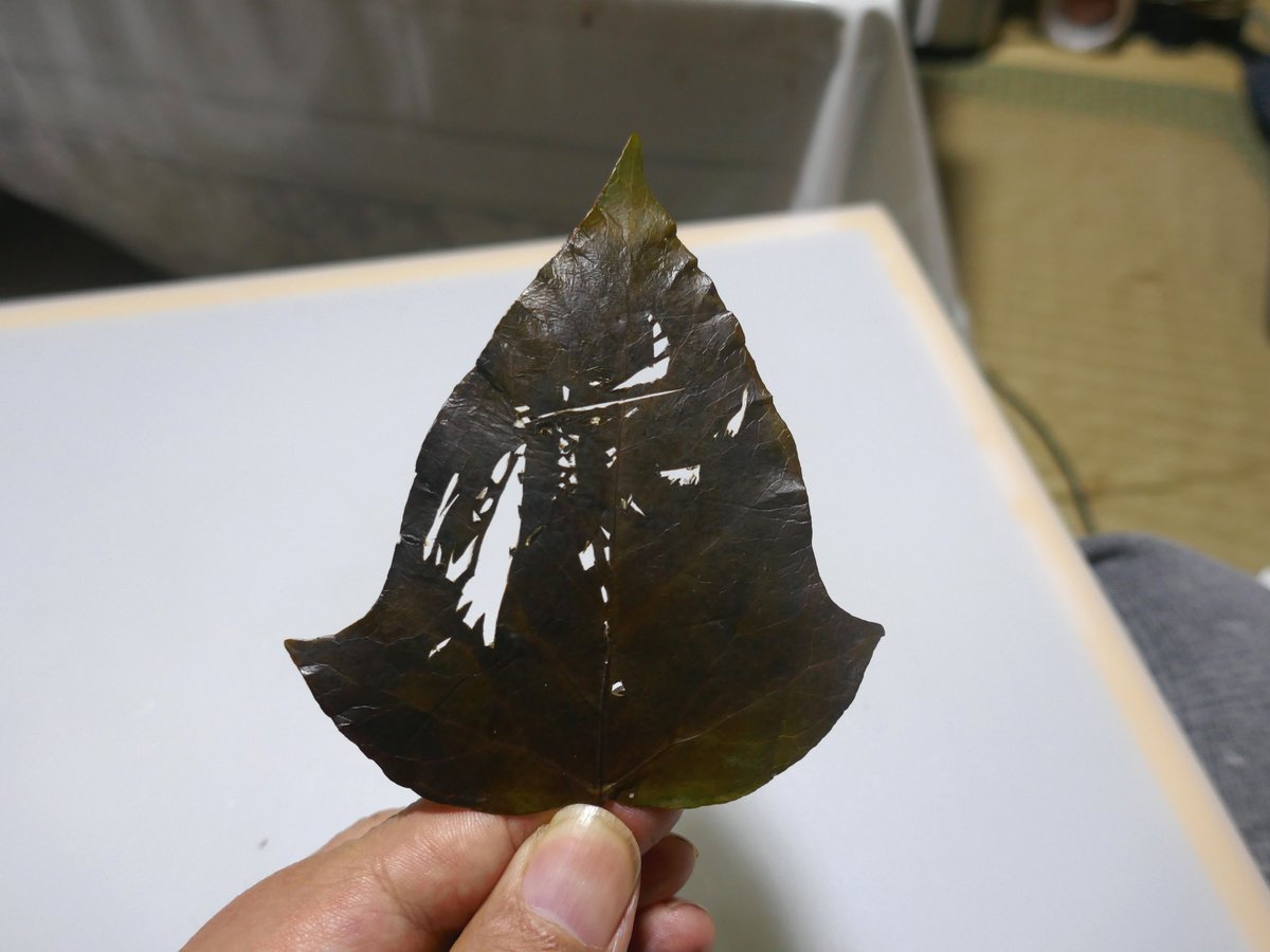 t_8100_14's tweet photo. 蔦の葉で『吸血鬼ハンターD』の"D"(CV:塩沢兼人さん)を切りました。
手の大きさからサイズは想像が出来るかと思いますが、今回は10円玉と比べてみました。
＃葉っぱアート
＃吸血鬼ハンターD
＃塩沢兼人 https://t.co/lmK5RIBQP1