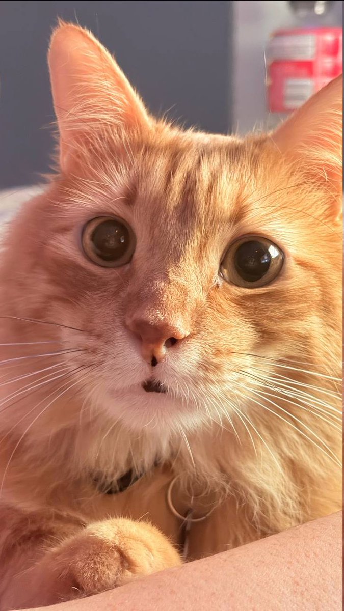 OokamiAriVT's tweet photo. Everyone, behold Silver, the Overlord &amp; Ruler of the Wolf Den🐺. He goes by many names, like El Diablo, El Tigre, Baby Silver, and Chunky Boy, only demanding snacks, belly rubs, and your eternal devotion.💖 https://t.co/XBCQFSjy47