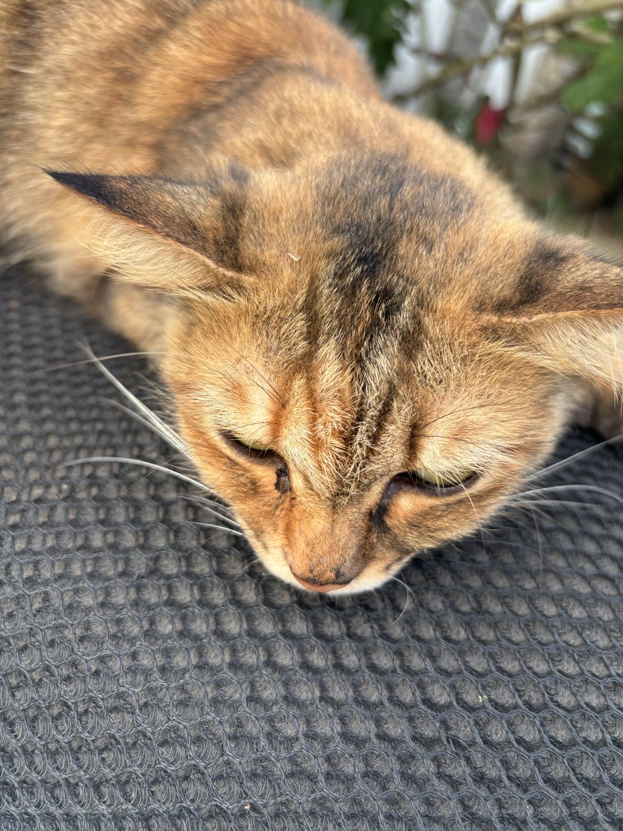 urhnsz_'s tweet photo. Tak nak cari jodoh dah. Nak cari kucing je. Lai lai https://t.co/Cfd6MlDZzy