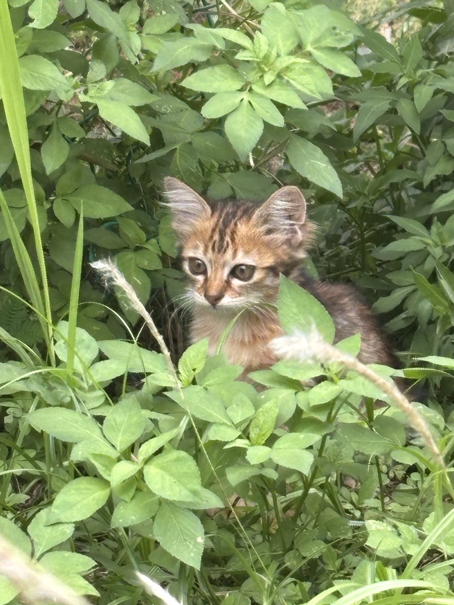 urhnsz_'s tweet photo. Tak nak cari jodoh dah. Nak cari kucing je. Lai lai https://t.co/Cfd6MlDZzy