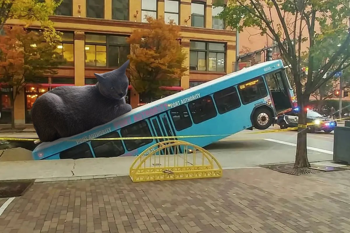 PGHtransit's tweet photo. Happy International Cat Day from PRT🐈 https://t.co/Tw8UgHwYhr