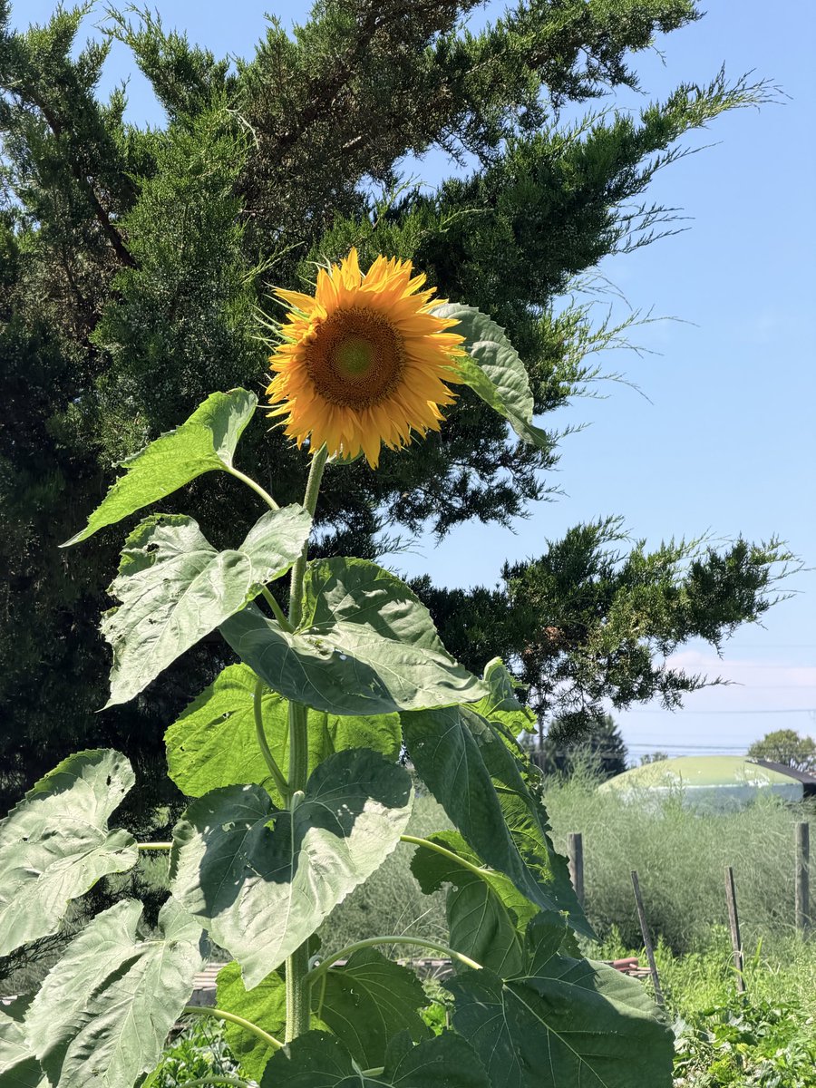 cajmny's tweet photo. regenerative, grass fed, organic farm in North Fork https://t.co/0XBWFox0OM