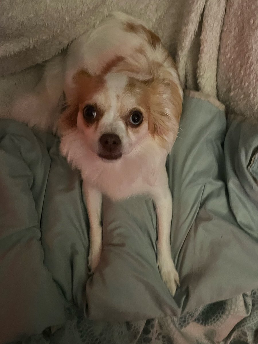 TheScribbleG's tweet photo. Fellow #GameDevs I’m curious how you deal with feeling like your game is bad right before a big release? 

I’ve worked for many years on my game and concept but it always feels like someone could do what I’ve done faster and better 👁️👁️

Also dog

#indiedev #gamedev https://t.co/7V3iINPSBI