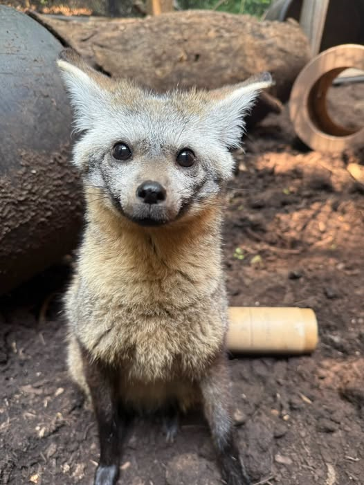 CincinnatiZoo's tweet photo. Louise (Lou) our female bat eared fox being adorable! The bat-eared fox is a small, African fox known for its enormous ears, which are over 5 inches tall. https://t.co/g5oASkzMGZ