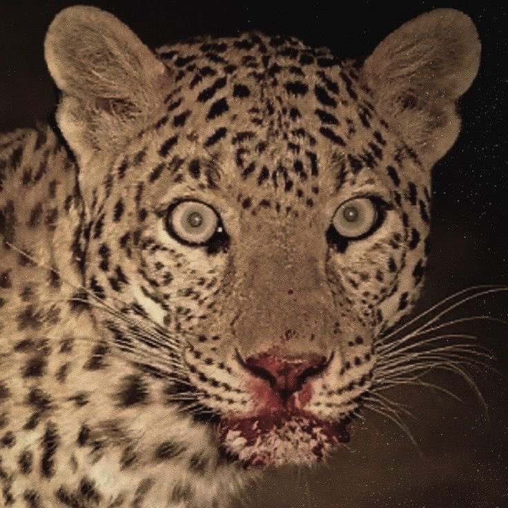Berg00hd's tweet photo. New art inspired by this jaguar photo #digitalart #furry #blood #art https://t.co/QWi0H4d93a