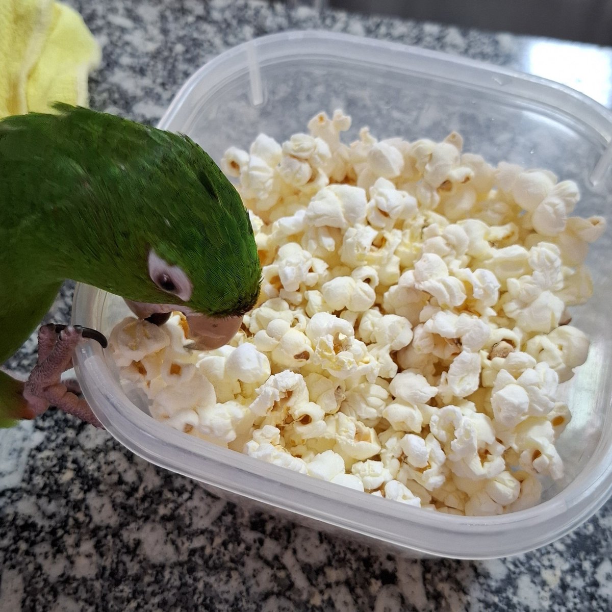 zzer0kcal's tweet photo. pipoca feita com água no microondas 🍿

100kcal https://t.co/JhH38pvlIb