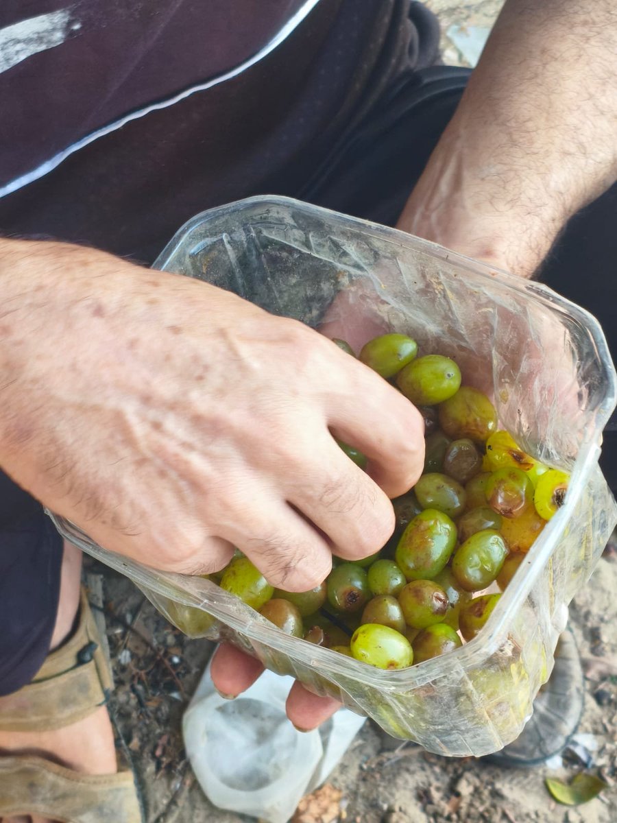 Hazem54324's tweet photo. Mohammed only wanted a few grapes. 🍇
But when we opened them, we found that half of them were spoiled… 💔
Sometimes, the simplest things mean so much. 🤍 https://t.co/Ah9gmv3v8I