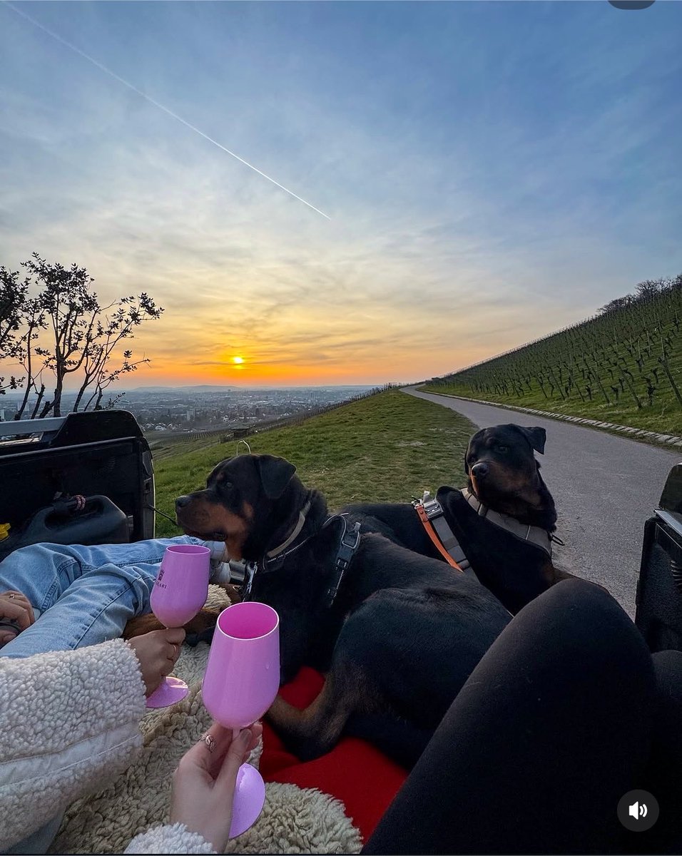MileenaPup's tweet photo. Watching the sunset 🌅 together couldn’t find a more romantic scene #lauraknot #k9lover #Love #nature https://t.co/q9fdhlipTu
