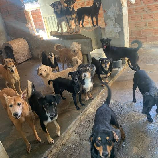 SOSPatinhas00's tweet photo. A gente tem bastante compartilhamento e curtidas, mas nenhuma doação, se cada um doasse 1 real faria muita diferença, por favor me ajudem e doem, cada 1 real faz a diferença 

Pix:

resgate.animais01@gmail.com https://t.co/RDS8XWu3wU