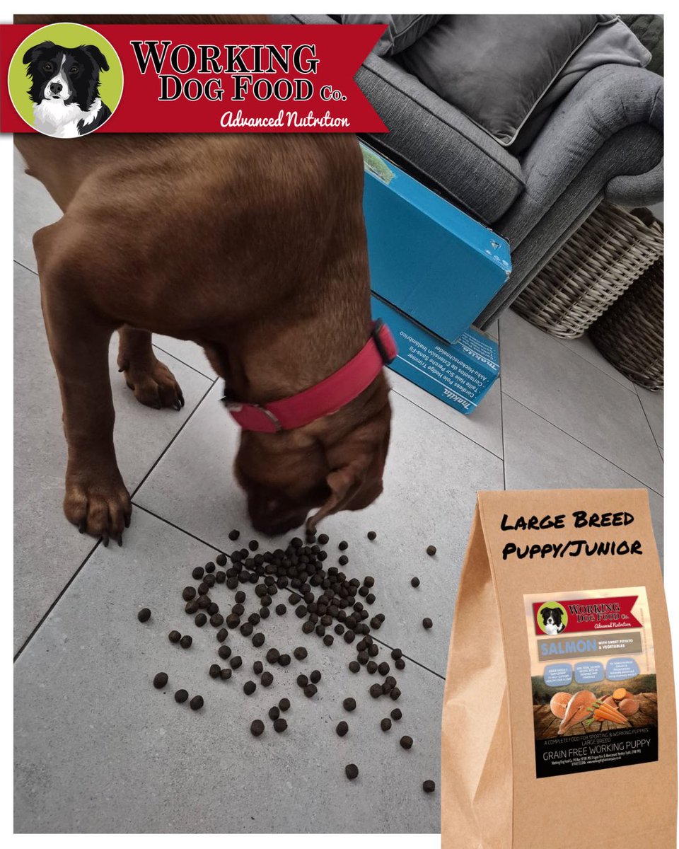 WorkingDogFood tweet picture
