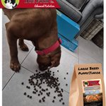 Photo by Working Dog Food Co. (@WorkingDogFood)