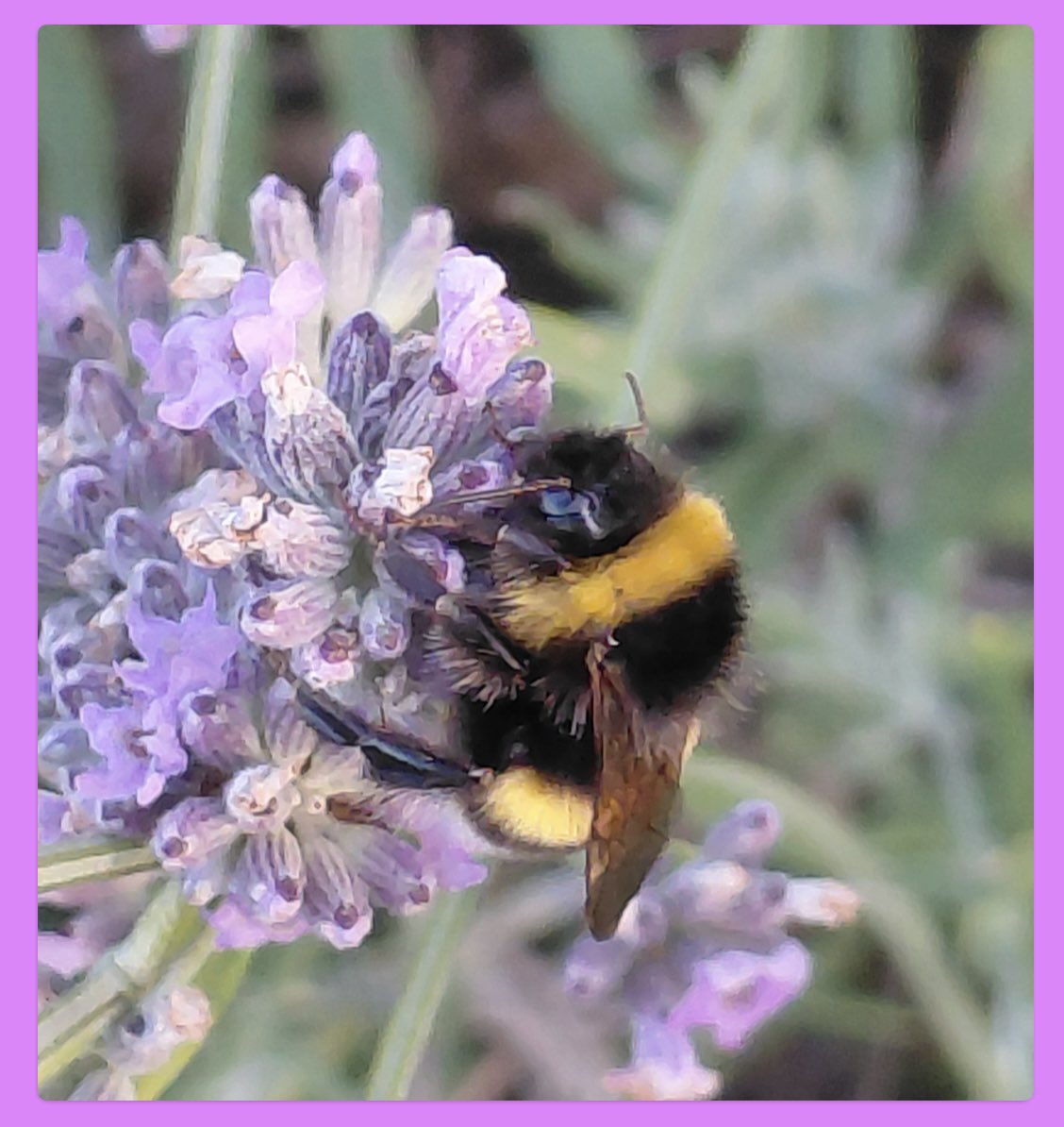 AntheaJames3's tweet photo. #GoodnightSweetHearts  ive had a lovely day thankfully.. but now as sleepy as this little one, just found it…it must have had a buzzy day &amp; found comfort in the soothing #Lavender and sleeps on #SweetDreamsAll  when bedtime comes #FridayLove https://t.co/dyiUq44Ur2