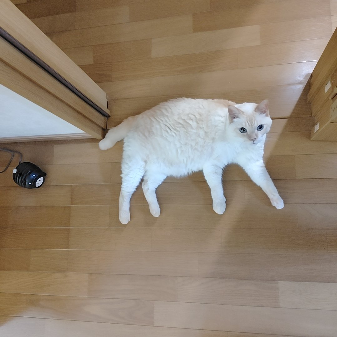 dennekoden's tweet photo. 8月8日は　#世界猫の日
世界中の猫さんが安心して過ごせますように。 https://t.co/40F4f1uq8t